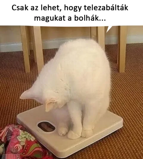 #VK1763638204