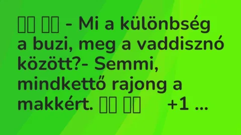 Viccek: 
		  
		  – Mi a különbség a buzi, meg a vaddisznó…