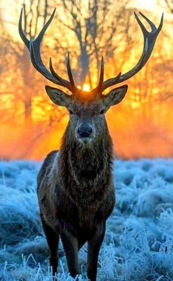 „Egy társadalom nagysága és erkölcsi fejlettsége híven tükröződik abban, ahogyan… #I1765132058