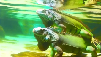 Hihetetlen, de igaz: Az iguánák, akik nem bírják a víz alá merülést