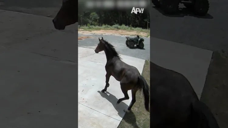 Szóval EZ az oka annak, hogy pánikszerűen rohant haza? 😅 Szóval EZ az oka annak, hogy pánikszerűen rohant haza? – videó