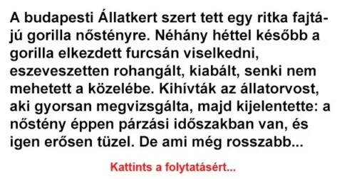 Vicc: A budapesti Állatkert szert tett egy ritka fajtájú gorilla nőstényre