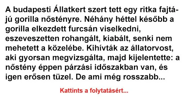 Vicc: A budapesti Állatkert szert tett egy ritka fajtájú gorilla Vicc: A budapesti Állatkert szert tett egy ritka fajtájú gorilla nőstényre