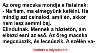 Vicc: Az öreg macska mondja a fiatalnak Vicc: Az öreg macska mondja a fiatalnak