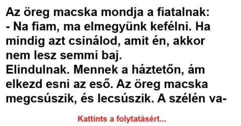Vicc: Az öreg macska mondja a fiatalnak