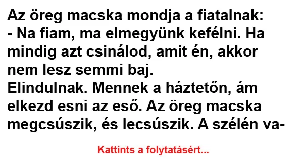 Vicc: Az öreg macska mondja a fiatalnak Vicc: Az öreg macska mondja a fiatalnak