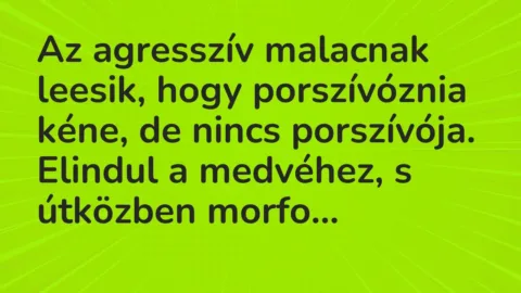 Vicc: Az agresszív malacnak leesik, hogy porszívóznia kéne, de nincs…