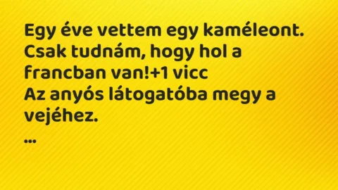 Vicc: Egy éve vettem egy kaméleont.
Csak tudnám, hogy hol a francban… Vicc: Egy éve vettem egy kaméleont.
Csak tudnám, hogy hol a francban…