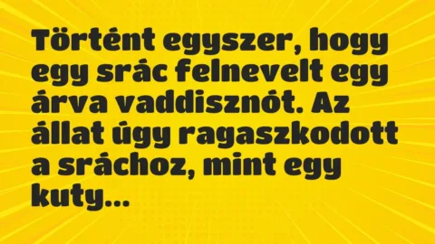 Vicc: Történt egyszer, hogy egy srác felnevelt egy árva vaddisznót. Az állat…