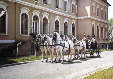 Szilvásvárad. Lipicai ötös fogat. A kép egyébként a ma La Szilvásvárad. Lipicai ötös fogat.
A kép egyébként a ma La Contessa Kastélyhotel … #RK1762886929