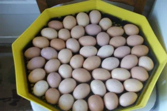 Vicc: Házi tojást vettem egy idős nénitől falun. Akkorát nevettem, mint az…