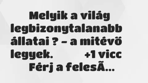 Viccek: 
		  
		  Melyik a világ legbizonytalanabb állatai ?…