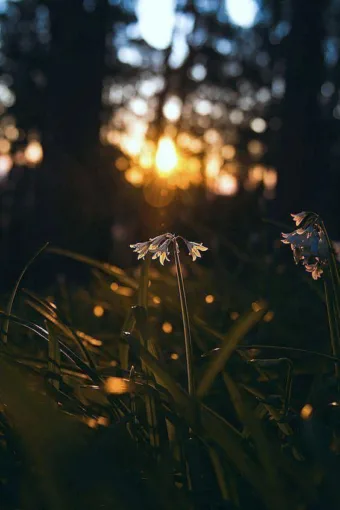 “A hálás szív vonzza a csodákat.”

(kép forrása ismeretlen)
 #I1771700525