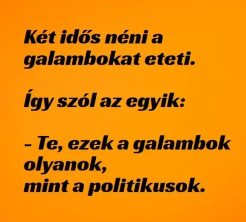 Vicc: A galambok pont olyanok, mint a politikusok –