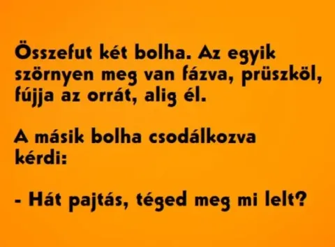 Vicc: Összefut két bolha. Az egyik szörnyen meg van fázva, prüszköl,…