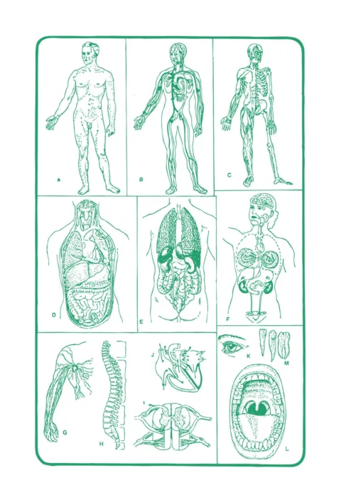 Emberi test működése kvíz: tudod, miért jelez így a szervezeted?