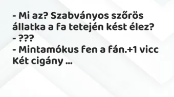 Vicc: – Mi az? Szabványos szőrös állatka a fa tetején kést élez?

-…