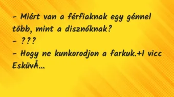 Vicc: – Miért van a férfiaknak egy génnel több, mint a disznóknak?

-…