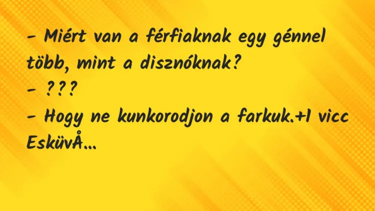 Vicc: – Miért van a férfiaknak egy génnel több, mint a disznóknak?
-… Vicc: – Miért van a férfiaknak egy génnel több, mint a disznóknak?
-…