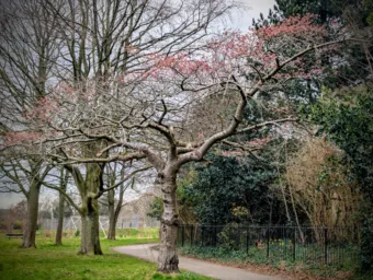 Fátyolfelhők és tavaszias csúcsok – időjárás március 5. Fátyolfelhők és tavaszias csúcsok – időjárás március 5.
