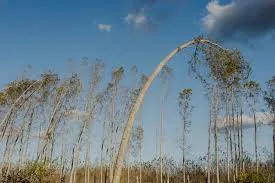 Hűvös reggel, szeles nappal – holnapi időjárás március 18.