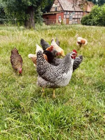 Kvíz: Falusi élet régen – emlékszel még?