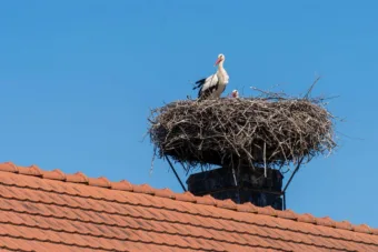 Kvíz: Tollas csodák – felismered őket?