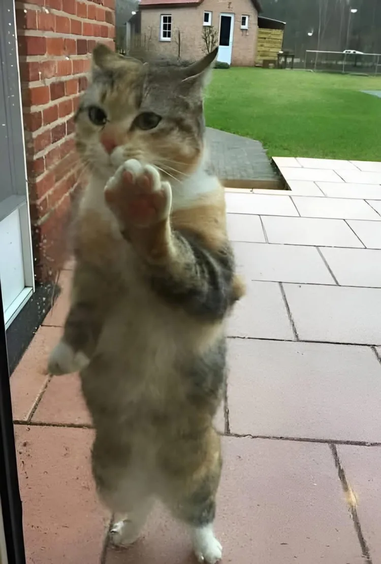 “Minden reggel ott volt. Csendben. Nem nyávogott, nem kaparta az “Minden reggel ott volt. Csendben.
Nem nyávogott, nem kaparta az ajtót. Csak fin… #I1773342180