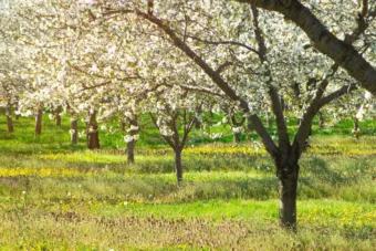 Tavaszi csúcsok közelében: 17 fok is lehet – március 24. időjárás
