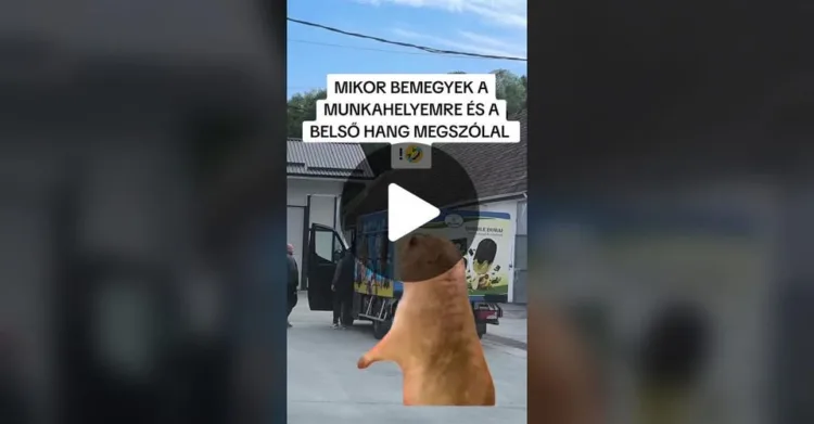 #VK1772479699 #VK1772479699