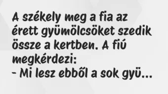 Vicc: A székely meg a fia az érett gyümölcsöket szedik össze a kertben. A…