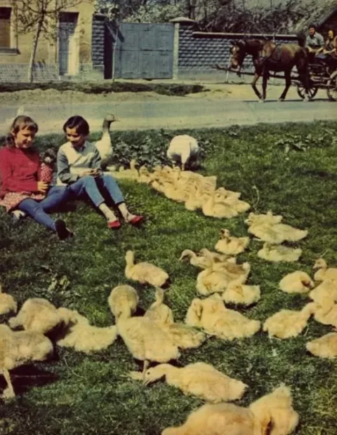 1971.  Dunaföldvári életkép.
MRK
 #RK1777114821