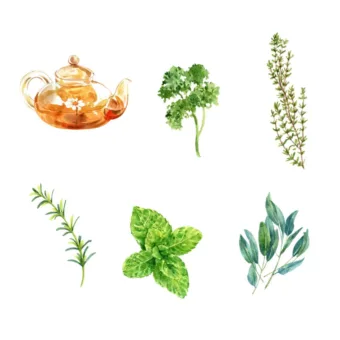 Kvíz: Gyógynövények – ismered őket igazán?