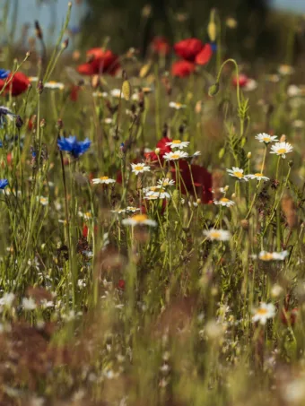 Kvíz: Virágok népies nevei – ezt már nem érzed rutinból