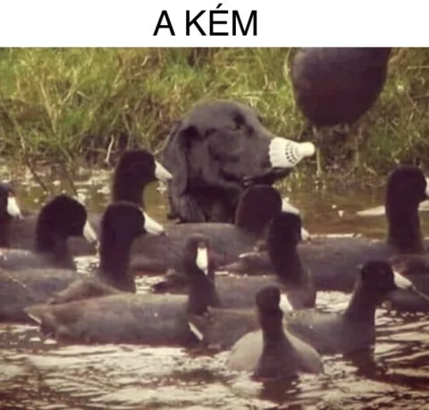 #VK1776348960