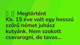 Vicces történet:
Megtörtént
Kb. 15 éve volt egy hosszú szőrű német… Vicces történet:
Megtörtént
Kb. 15 éve volt egy hosszú szőrű német…