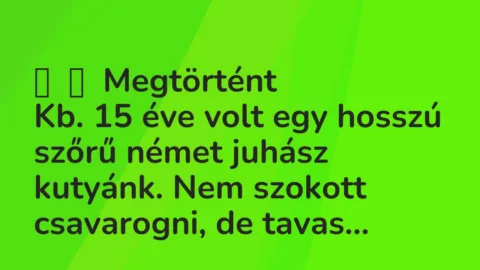 Vicces történet: 
	    	    Megtörtént


Kb. 15 éve volt egy hosszú szőrű német…