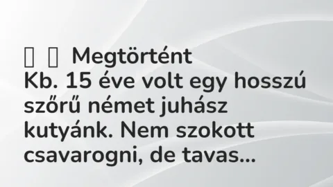 Vicces történet: 
	    	    Megtörtént


Kb. 15 éve volt egy hosszú szőrű német…