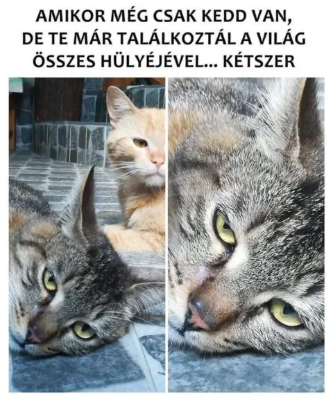 #VK1779801410