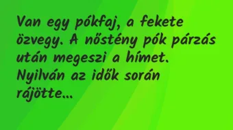 Vicc: Van egy pókfaj, a fekete özvegy. A nőstény pók párzás után megeszi a… Vicc: Van egy pókfaj, a fekete özvegy. A nőstény pók párzás után megeszi a…