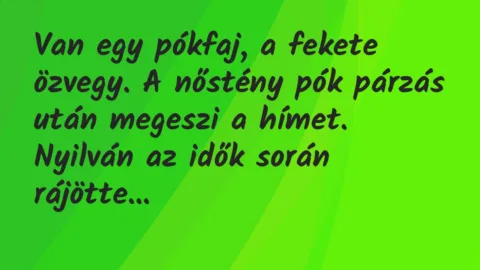 Vicc: Van egy pókfaj, a fekete özvegy. A nőstény pók párzás után megeszi a…