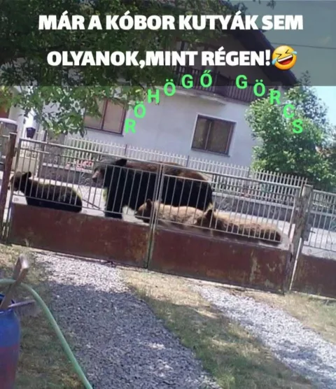 Már a kóbor kutyák sem olyanok, mint régen...