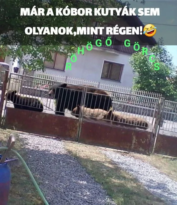Már a kóbor kutyák sem olyanok, mint régen... Már a kóbor kutyák sem olyanok, mint régen...
