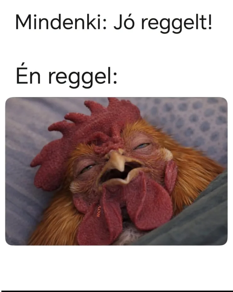 Mindenki: Jó reggelt! Mindenki: Jó reggelt!