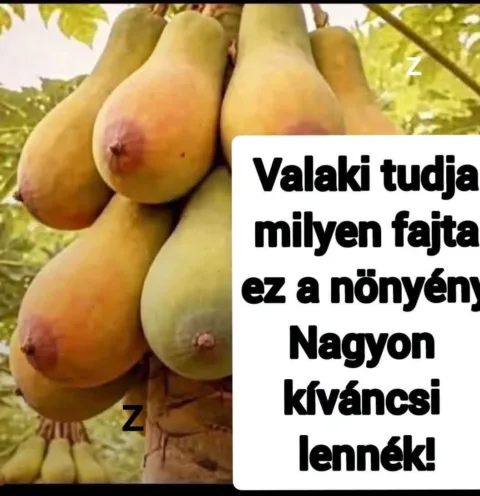 Valaki tudja milyen fajta ez a növény?
