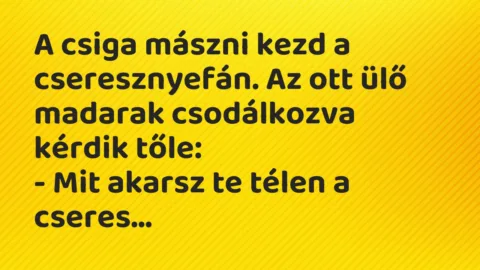 Vicc: A csiga mászni kezd a cseresznyefán. Az ott ülő madarak csodálkozva…