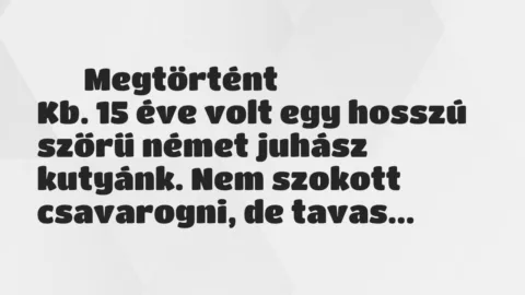 Vicces történet: 
	    	    Megtörtént


Kb. 15 éve volt egy hosszú szőrű német…