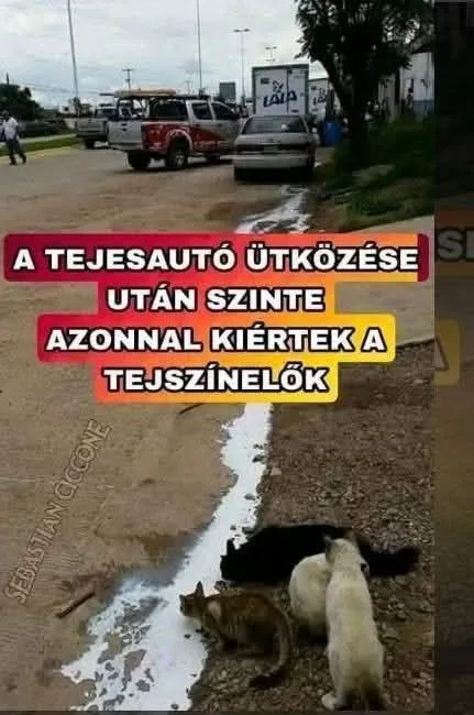 A tejesautó ütközése után szinte azonnal kiértek a tejszínelők