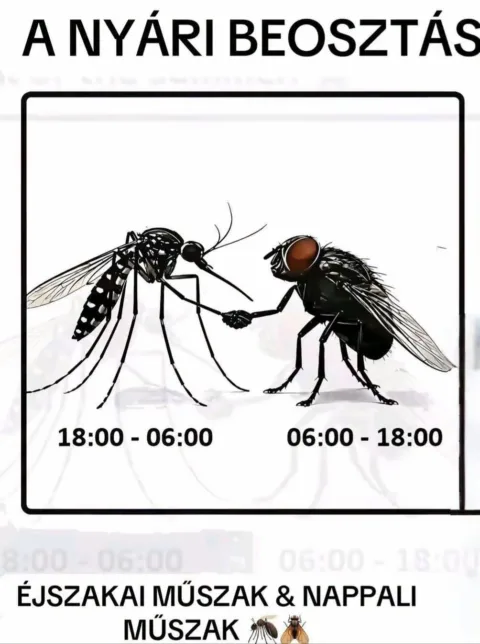 A nyári beosztás...