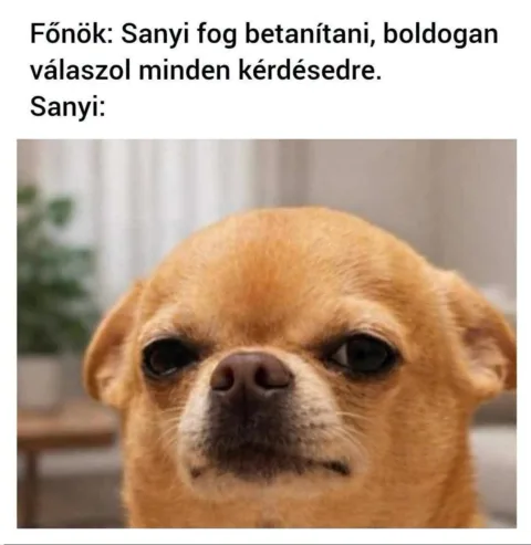 Főnök: Sanyi fog betanítani, boldogan válaszol minden kérdésedre.